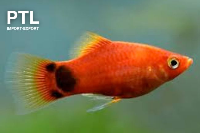 PTL69671L  XIPHOPHORUS MACULATUS RED MICKEY MOUSE